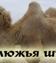 Фото 5 Пояс эластичный согревающий Серебряный верблюд - ревматизм, остеохондроз, радикулит, воспалительные процессы, в спорте! г. Снежинск